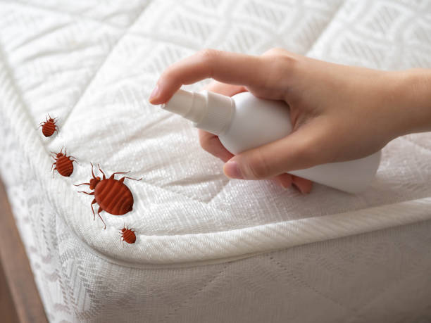 Reliable Paloma Creek South, TX Pest Control Solutions